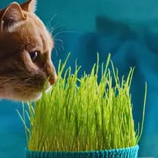 Grama pet gato Digestiva Natural Orgânica para Gatos – Elimina Bolas de Pelo | Premium