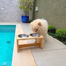 Alimentador Pet Médio Elevado Comedouro Bebedouro Ração Cachorro Gato Pet Suporte Pote Inox Madeira