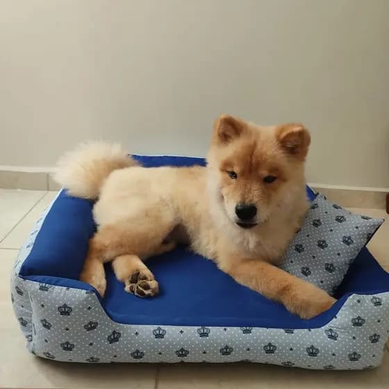 Cama de cachorro grande caminha pet gg retangular 70x80 Cama + almofada