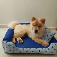 Cama de cachorro grande caminha pet gg retangular 70x80 Cama + almofada