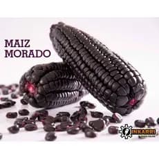 MILHO SEMENTE ESPIGA ROXO 500gr  MAIZ MORADO PERÚ