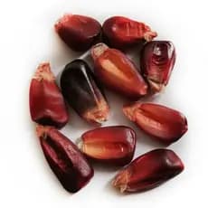 Milho camcha vermelha  1 kilo  maiz Rojo  semente y pra fritar