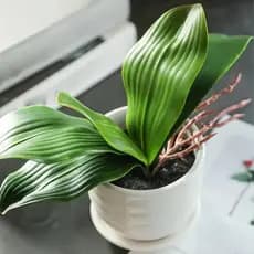 Folha De Orquídea Raízes 26cm Arranjos Artificiais Lindas Flores Realista Decoração Casa - LAR800922