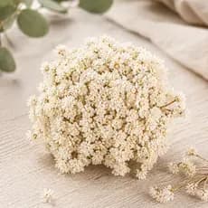 Sempre Vivas Branco Luxo Arranjo Selecionadas para Casamento Eventos Festas Decorações Premium