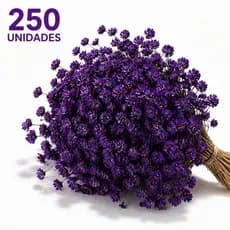 250Un Flor Sempre Viva Roxa Flores Secas Naturais Buquê Decoração Festa Casamento Arranjo Artesanato