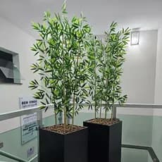Kit 10 Haste Bambu Artificial Galho natural tratado Decoração
