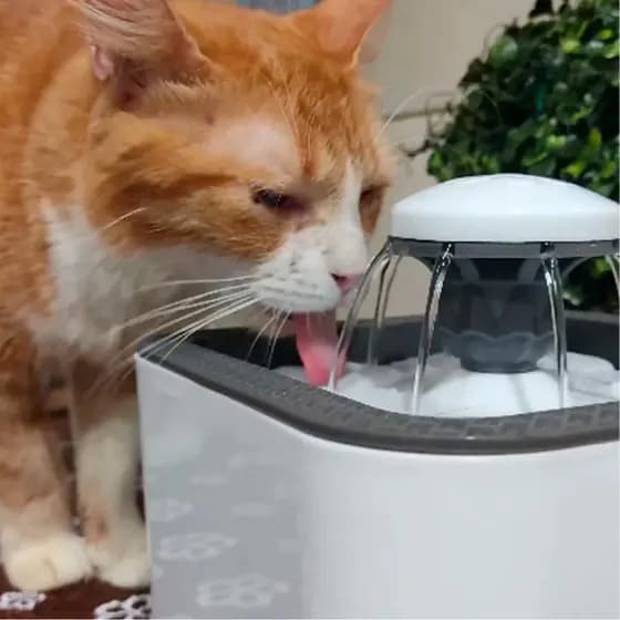 Fonte de Água Pet com Filtro - 2,5L para Gatos e Cachorros