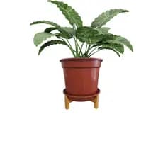 Suporte Fixo Rasteiro De Madeira Para Vaso De Planta N°2 a N°7