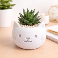 Vaso Cachepot Decorativo Gatinho para Suculentas Criativo