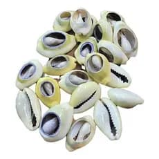 Búzios Gema Aberto - Pacote Com 100g - Natural