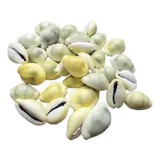 Búzios Gema Fechado - Pacote Com 100g - Natural