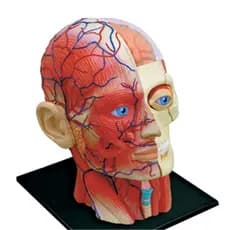 Modelo De Educação Do Corpo Humano Medical-Torso Músculos Da Cabeça Órgãos Nervosos Para O Ensino Estudante Montagem Estudo