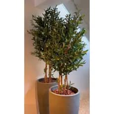 planta oliveira artificial 1.20 mts o vaso não acompanha