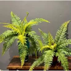 planta artificial kit com 4 samambaias portuguesa 55 cm