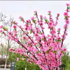 100 Buquê De Flores De Cerejeira Artificial , Flor De Pêssego , Estilo oriental Para Decoração De Casamento 63CM