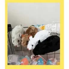 Kit 25 Ratinhos de Pelúcia para Gato – Brinquedo Pet Interativo Diversão