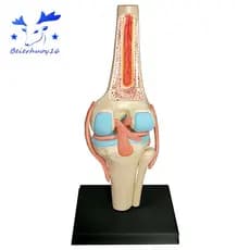 Modelo De Educação Do Corpo Humano Torso Médico Órgãos Articulados Joelho Para O Ensino Estudante Montagem Estudo