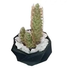 Vaso Decorativo Para Cactos, Suculentas Sortidos 1 Unidade