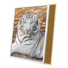Quadro Tigre Branco Lindo e Imponente Realista Moldura e Vidro