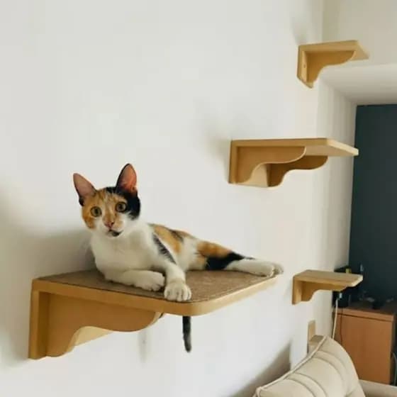Parque Gato REFORÇADO 4pçs Prateleiras Com Carpete Antiderrapante Já Montado Playground Gato Parede