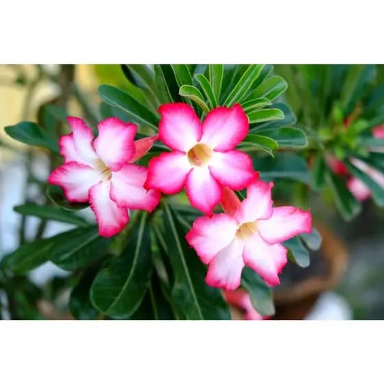 Sementes de Flor do Deserto Rosa “Barbie” – Beleza delicada e rara!