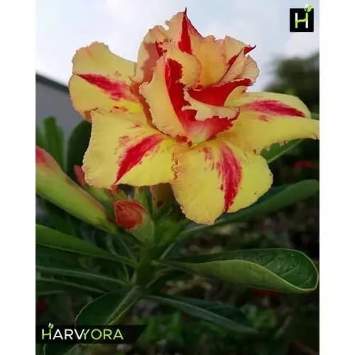 Rosa do Deserto red yellow (5 Sementes)