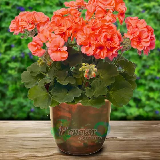 Vaso de Planta Medio Bojo com prato M