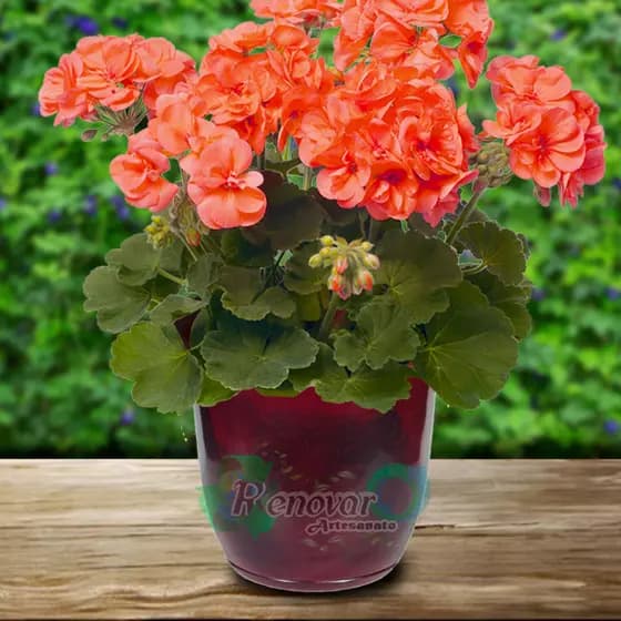 Vaso de Planta Grande Bojo com prato G
