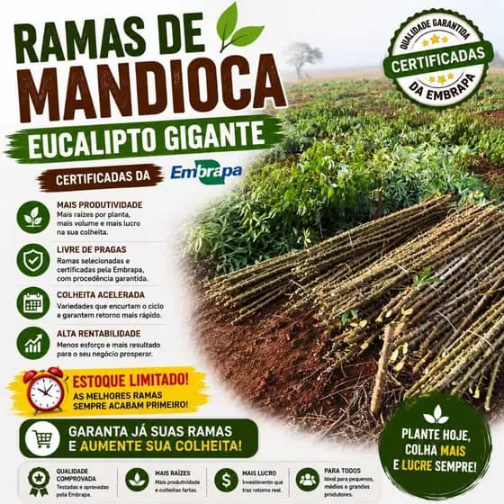 10 Ramas Macaxeira Mandioca Aipim EUCALIPTO GIGANTE - EMBRAPA