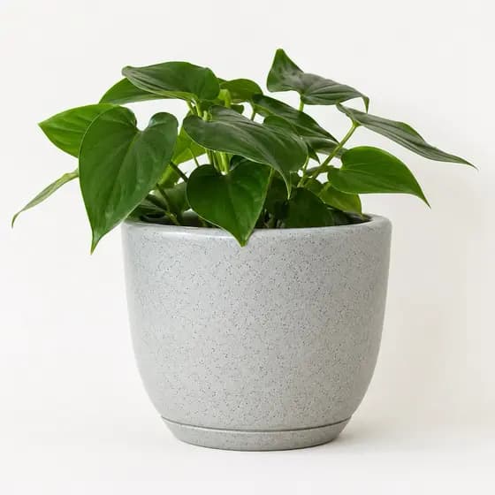 Vaso para Plantas e Flores com Prato Coletor 25cm Decorativo Redondo para Sala Jardim Varanda
