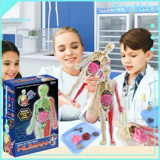 Realistic Body Anatomy Model Glow-in-the-dark with Tray Tweezers – Removable Torso Teaching Aid for School Students fo