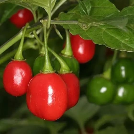 Alta germinação 100 Sementes De Pimenta Bode Vermelha Vasos Jardins Hortas