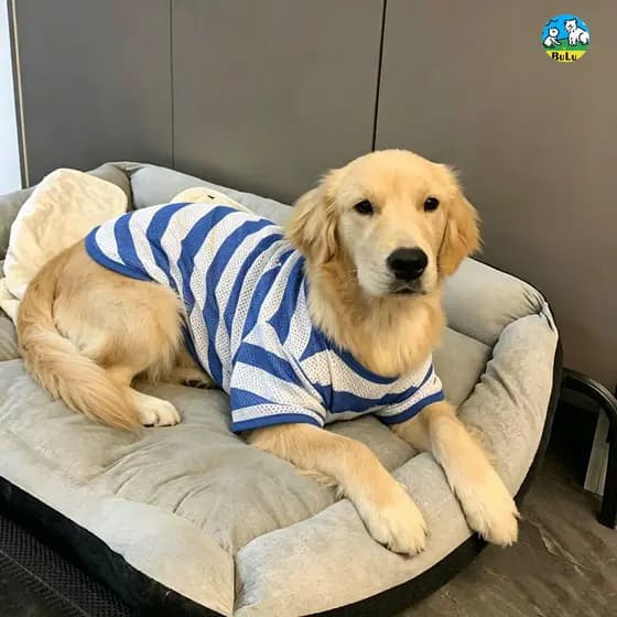 Camiseta Arejada com Furos para Cachorro Grande Verão Listrada Azul Golden Retriever Labrador