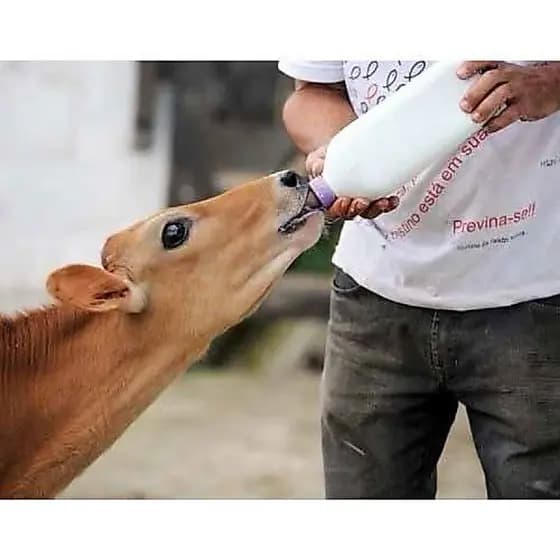 Mamadeira Para animais cabras ovinos Bezerros Colostro Bovino Suplemento 2 Litros