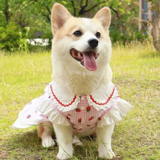 “Roupa para Pets – Traje para Cães de Porte Médio e Grande, Confortável e Resistente”