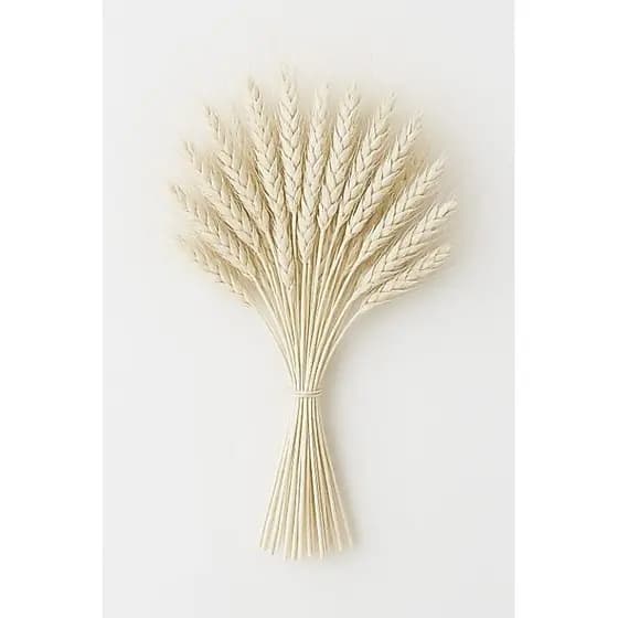 Trigo Seco Decorativo 40 a 120 Galhos para Decoração, Flor Seca, Trigo Alvejado para Arranjos