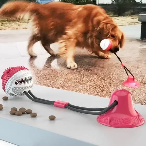 Dentes de cachorro mastigando brinquedo bola de borracha cabo de guerra puxar Teddy golden retriever anima