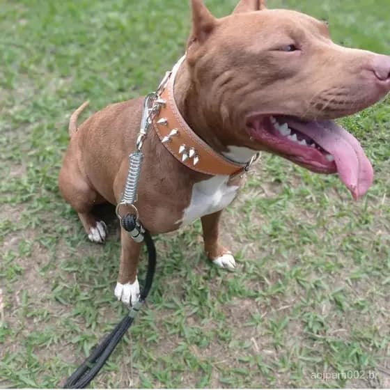 Coleira SPIKES para cachorros pet com cravos e de couro para cachorros de médio porte e grande porte fortes e grandes