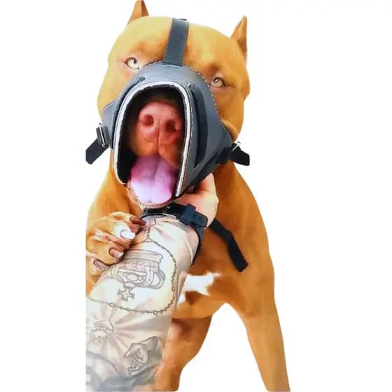 Fucinheira para cachorro banho e tosa médio e grande porte