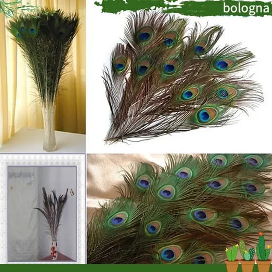 Bolonha | 10 peças de decorações de festa com penas de pavão naturais PQ5V