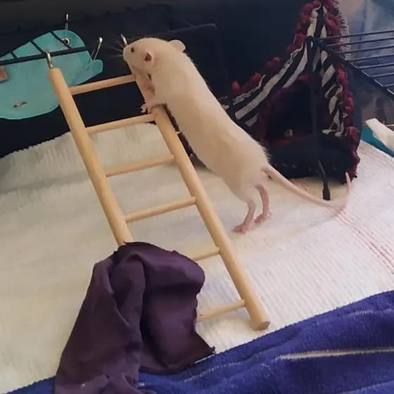 Acessórios para Animais de Estimação - Brinquedo para Papagaio - Escada de Escalada para Pássaros em Madeira - Suporte d