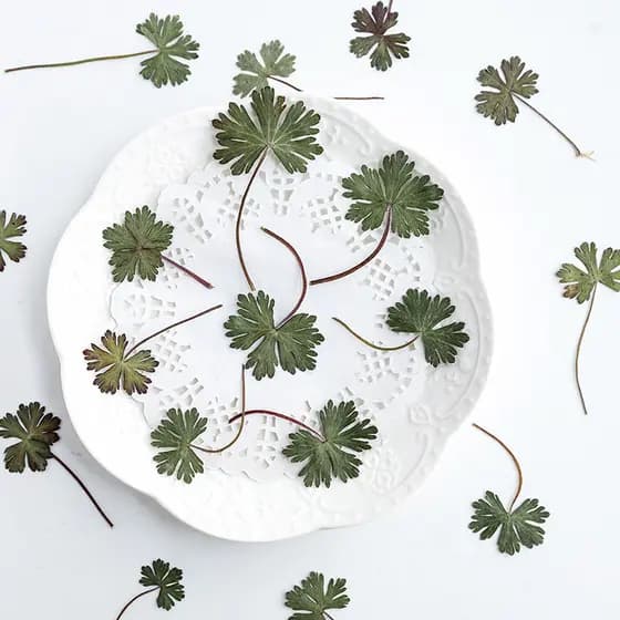 Cegonha antiga folhas reais folhas reais adesivos de flores reais folhas reais Material diy planta espécime flores secas