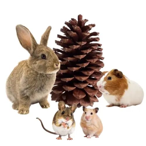 Pinha Natural Para Rato Twister, Hamster, Gerbil, Topolino - 1 Unidade