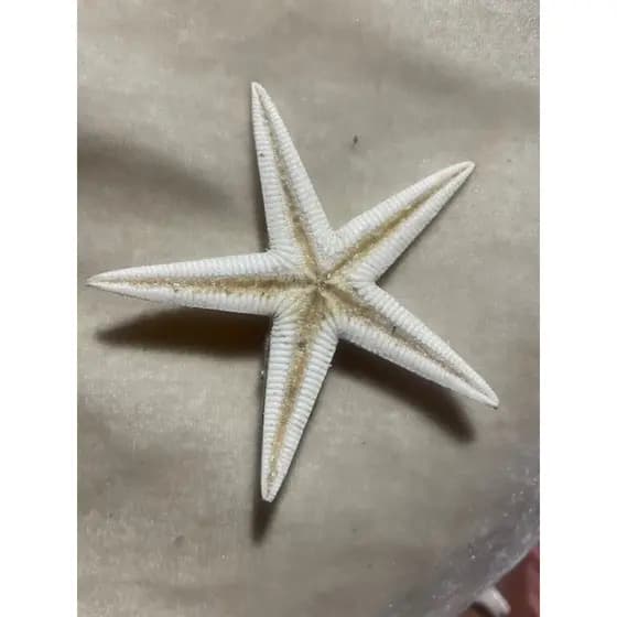 Presilha estrela do mar , prendedor de cabelo estrela do mar