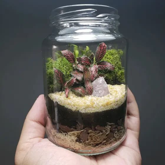 Kit terrário aberto DIY (Monte você mesmo em casa) - Presenteável