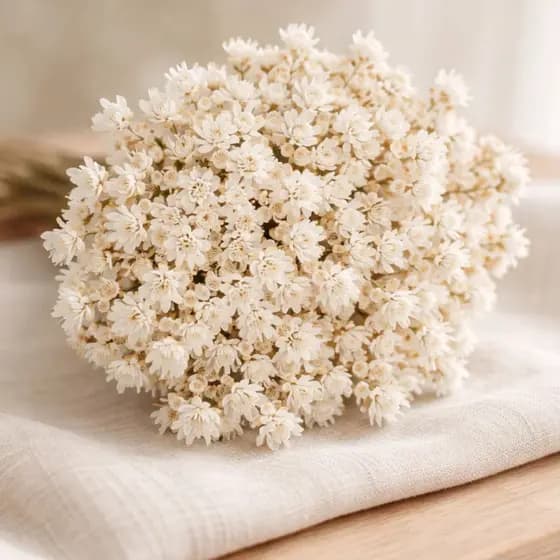Kit Buquê Flores Sempre Vivas Naturais Coloridas Para Arranjos Artesanato e Decoração