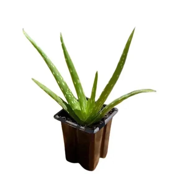 Combo com 4 mini mudas de Babosa (Aloe barbadensis Miller)