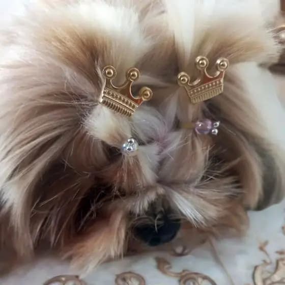 10 Jóia Pet Coroa Dourada Banho e Tosa | Acessórios Penteado Cachorro Pelo Longo | Lacinho Laço Botão Aplique Elástico
