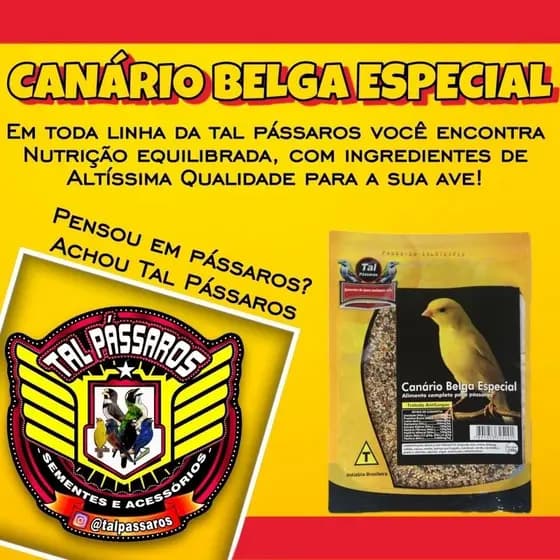 Ração Canário Belga Especial 500gr - Com Papa de Ovo - Tal Pássaros