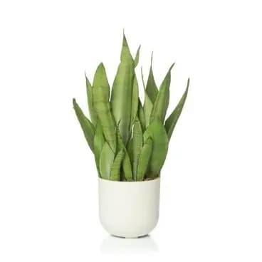 Cachepô Fosco DUE N3 Pote 15 Raiz Preto Terracota e Mais | Vaso Decorativo